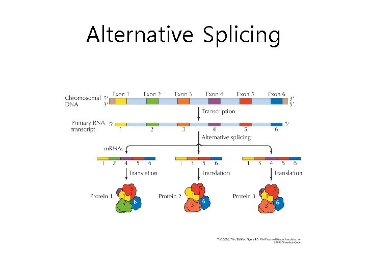 Alternative Splicing 