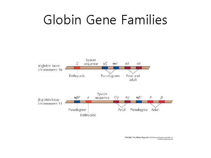 Globin Gene Families 