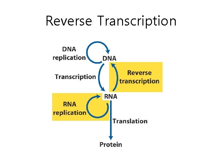 Reverse Transcription 