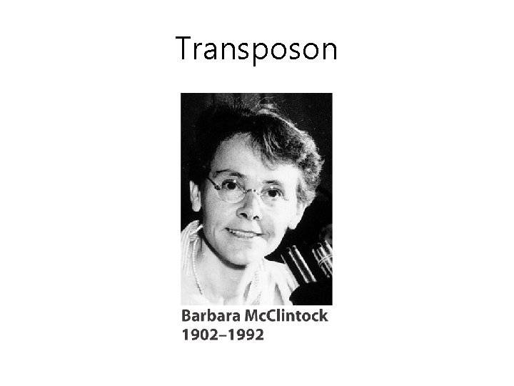 Transposon 