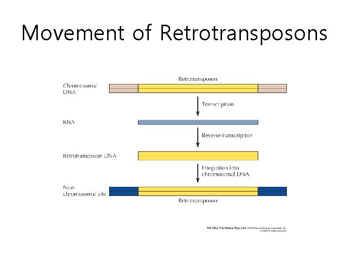 Movement of Retrotransposons 