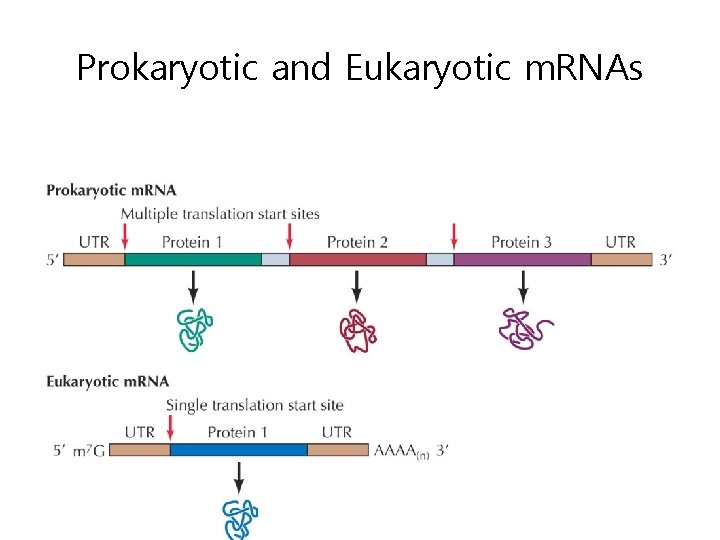 Prokaryotic and Eukaryotic m. RNAs 