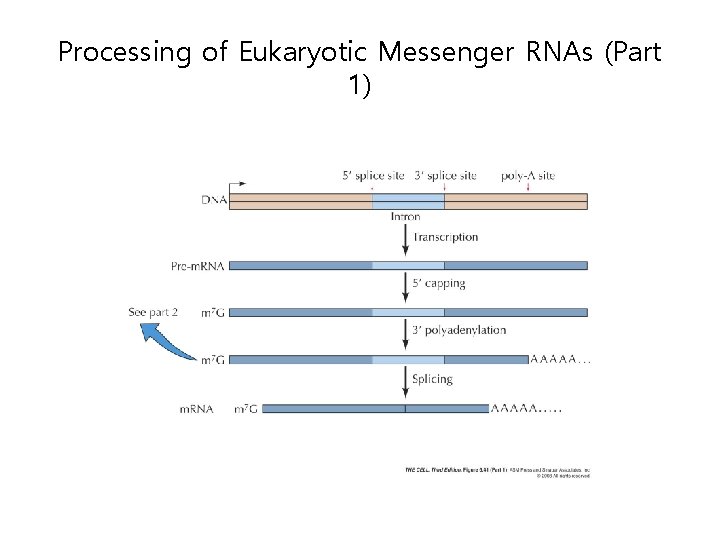 Processing of Eukaryotic Messenger RNAs (Part 1) 