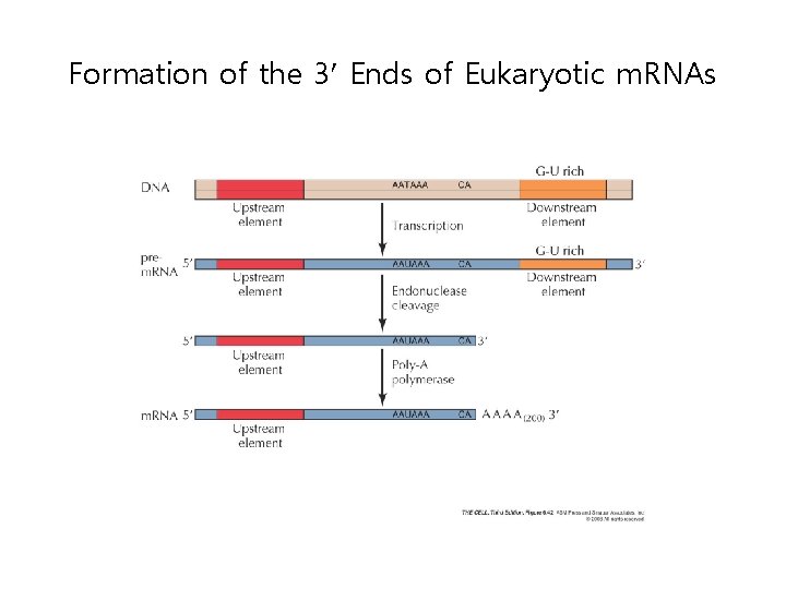 Formation of the 3¢ Ends of Eukaryotic m. RNAs 