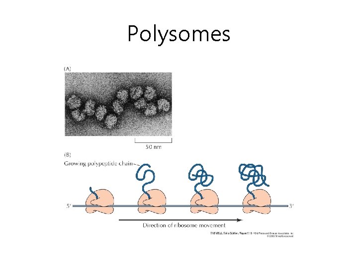 Polysomes 