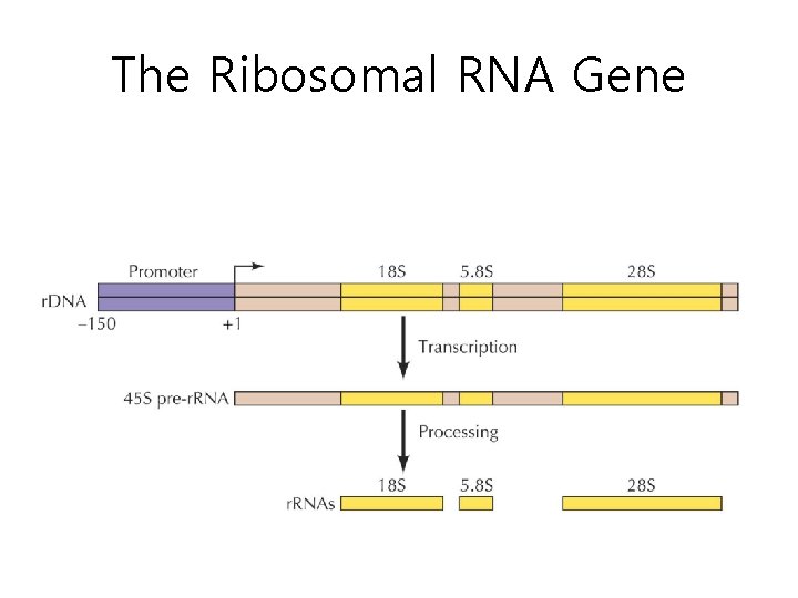 The Ribosomal RNA Gene • Figure 7. 2 Attachment of Amino Acids to t.