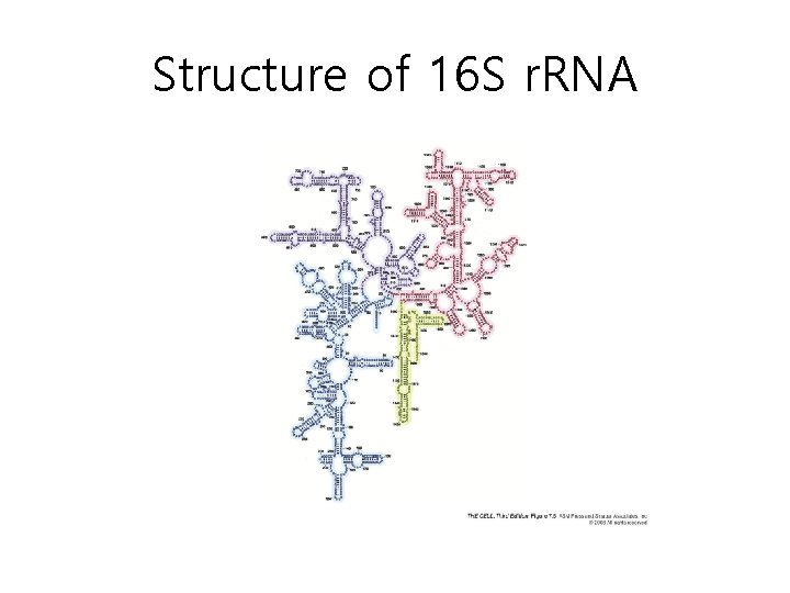 Structure of 16 S r. RNA 