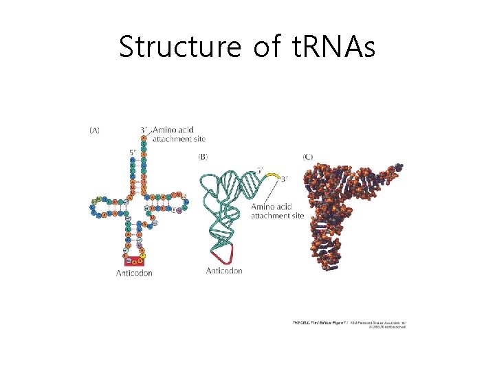 Structure of t. RNAs 