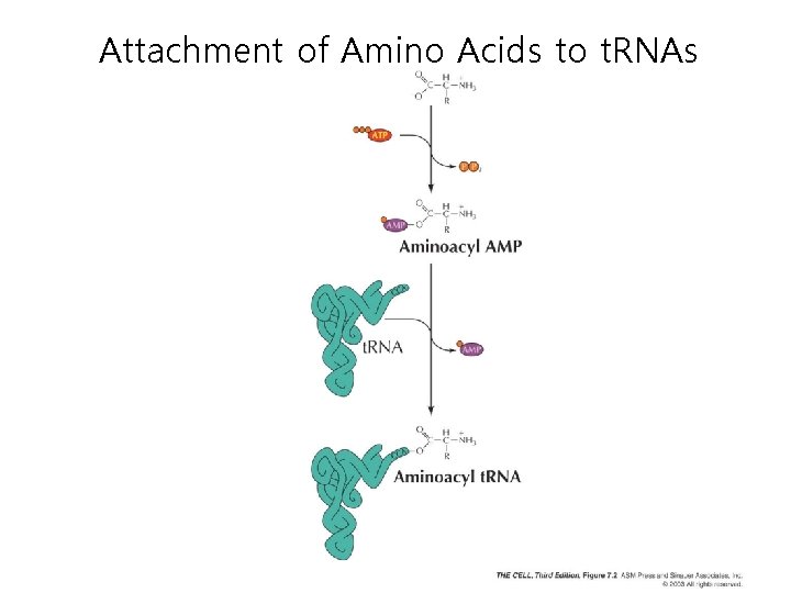 Attachment of Amino Acids to t. RNAs 