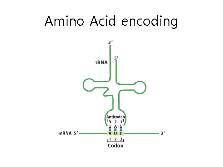 Amino Acid encoding 