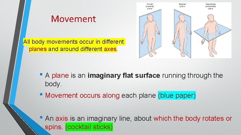 Movement All body movements occur in different planes and around different axes. • A