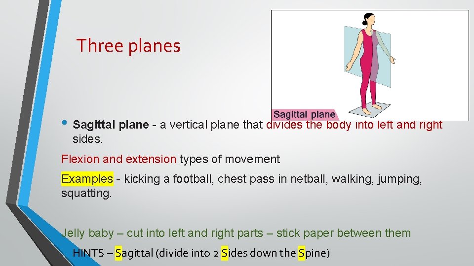 Three planes • Sagittal plane - a vertical plane that divides the body into