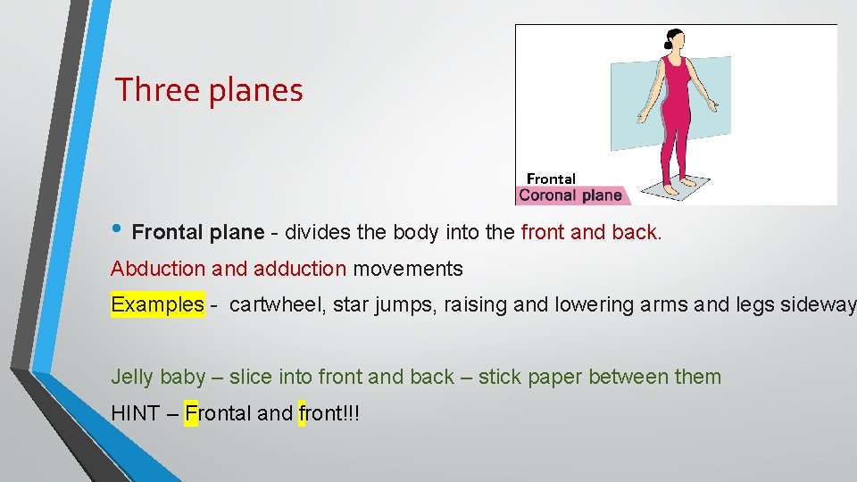 Three planes Frontal • Frontal plane - divides the body into the front and