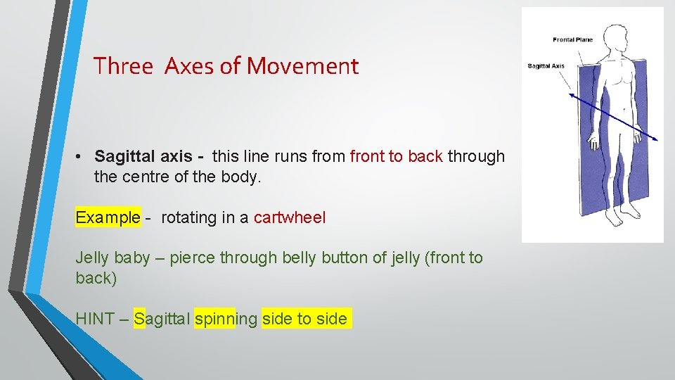 Three Axes of Movement • Sagittal axis - this line runs from front to