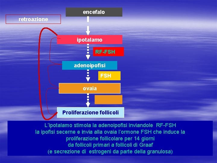 encefalo retroazione ipotalamo RF-FSH adenoipofisi FSH ovaia Proliferazione follicoli L’ipotalamo stimola la adenoipofisi inviandole