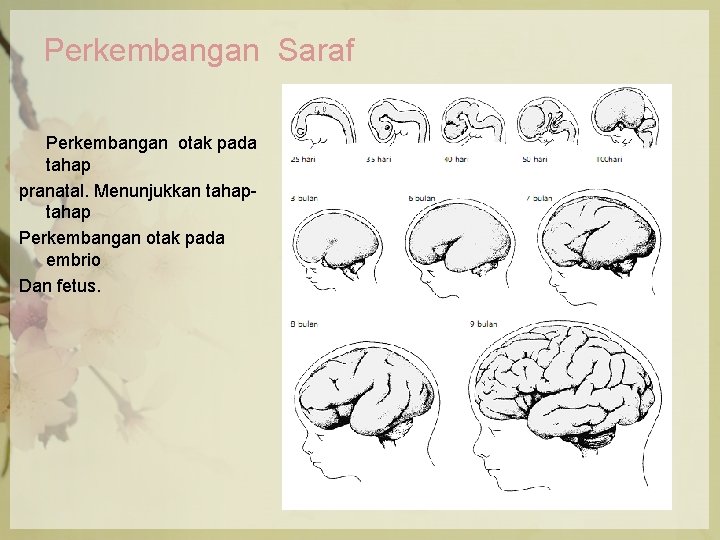 Perkembangan Saraf Perkembangan otak pada tahap pranatal. Menunjukkan tahap Perkembangan otak pada embrio Dan