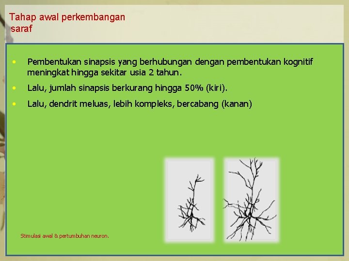 Tahap awal perkembangan saraf • Pembentukan sinapsis yang berhubungan dengan pembentukan kognitif meningkat hingga