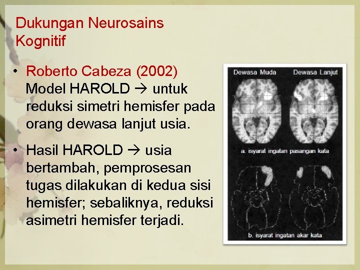Dukungan Neurosains Kognitif • Roberto Cabeza (2002) Model HAROLD untuk reduksi simetri hemisfer pada