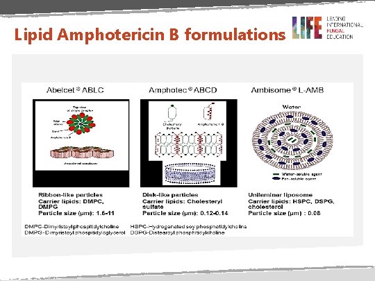 Lipid Amphotericin B formulations 