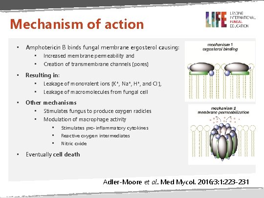 Mechanism of action • Amphotericin B binds fungal membrane ergosterol causing: • Increased membrane