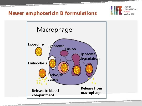 Newer amphotericin B formulations Macrophage Liposome Lysosome Fusion Liposome degradation Endocytosis Endocytic vesicle Release