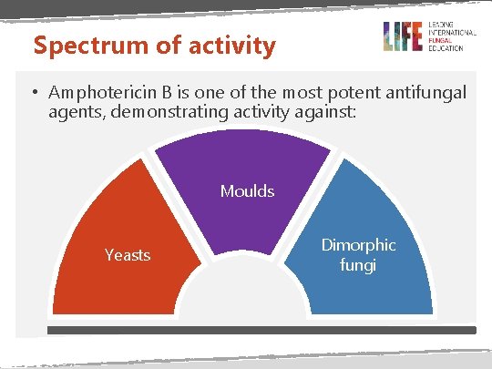 Spectrum of activity • Amphotericin B is one of the most potent antifungal agents,