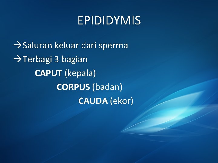 EPIDIDYMIS Saluran keluar dari sperma Terbagi 3 bagian CAPUT (kepala) CORPUS (badan) CAUDA (ekor)