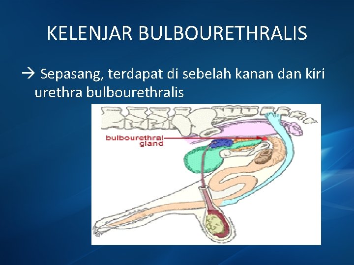KELENJAR BULBOURETHRALIS Sepasang, terdapat di sebelah kanan dan kiri urethra bulbourethralis 