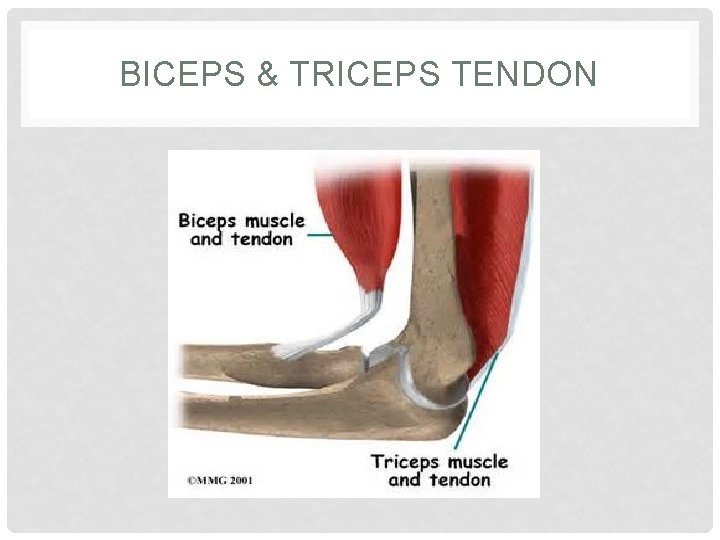 BICEPS & TRICEPS TENDON 