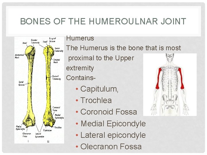 BONES OF THE HUMEROULNAR JOINT Humerus The Humerus is the bone that is most