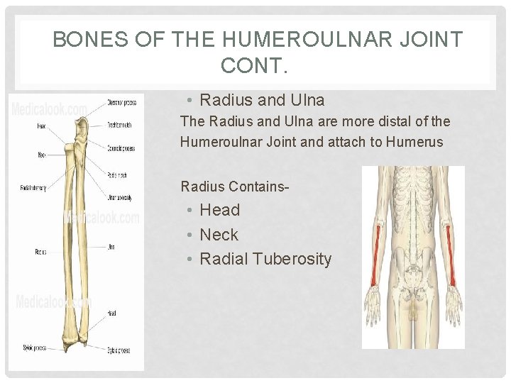 BONES OF THE HUMEROULNAR JOINT CONT. • Radius and Ulna The Radius and Ulna