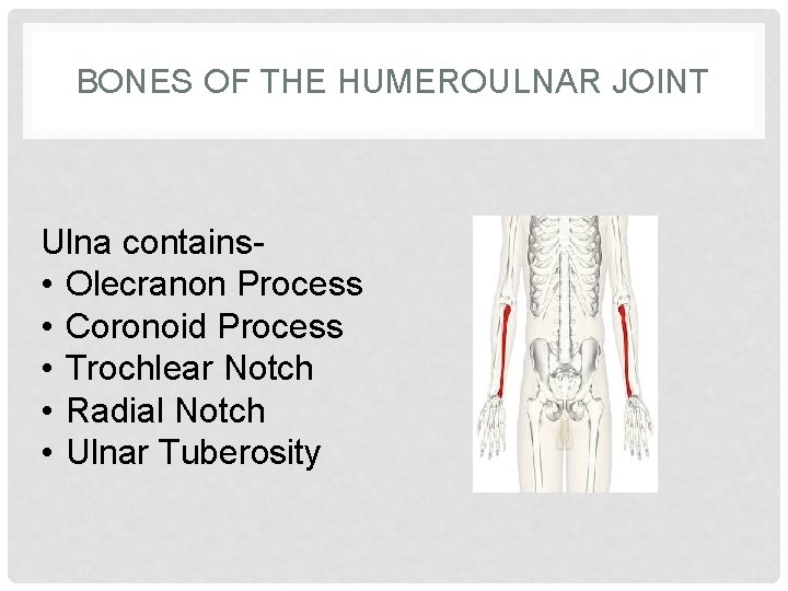 BONES OF THE HUMEROULNAR JOINT Ulna contains • Olecranon Process • Coronoid Process •