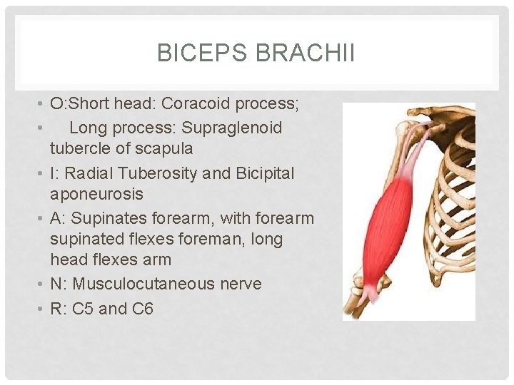 BICEPS BRACHII • O: Short head: Coracoid process; • Long process: Supraglenoid tubercle of