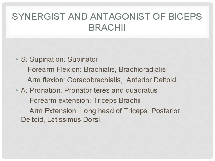 SYNERGIST AND ANTAGONIST OF BICEPS BRACHII • S: Supination: Supinator Forearm Flexion: Brachialis, Brachioradialis