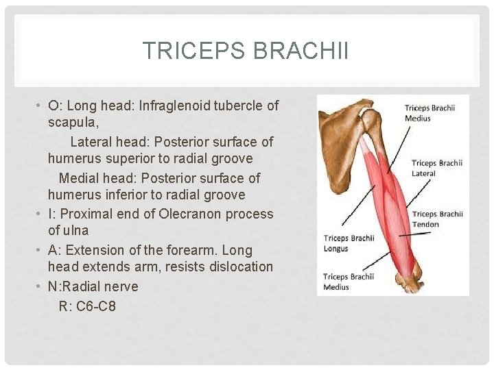 TRICEPS BRACHII • O: Long head: Infraglenoid tubercle of scapula, Lateral head: Posterior surface