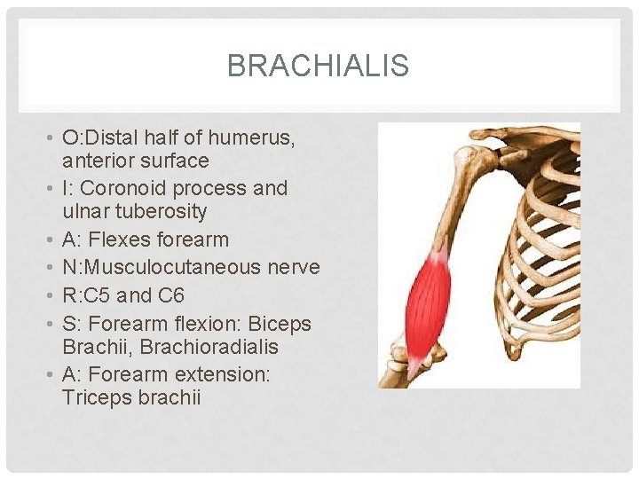 BRACHIALIS • O: Distal half of humerus, anterior surface • I: Coronoid process and