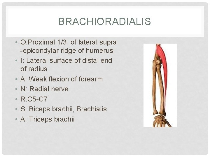 BRACHIORADIALIS • O: Proximal 1/3 of lateral supra -epicondylar ridge of humerus • I: