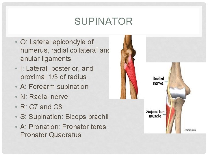 SUPINATOR • O: Lateral epicondyle of humerus, radial collateral and anular ligaments • I:
