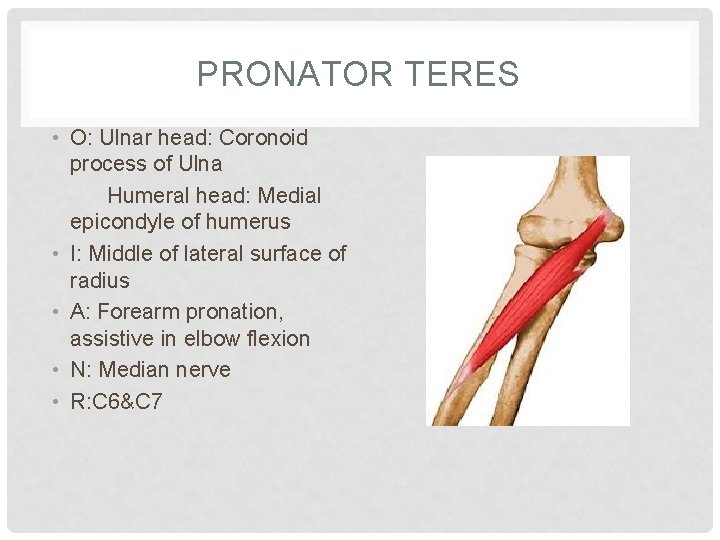 PRONATOR TERES • O: Ulnar head: Coronoid process of Ulna Humeral head: Medial epicondyle