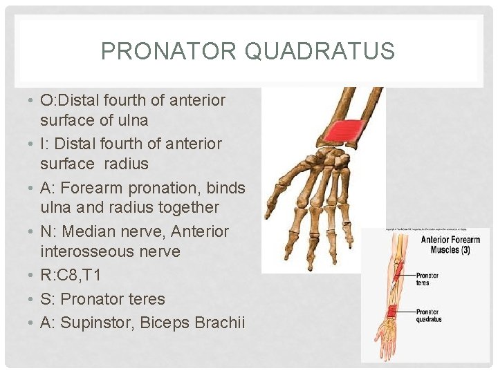 PRONATOR QUADRATUS • O: Distal fourth of anterior surface of ulna • I: Distal