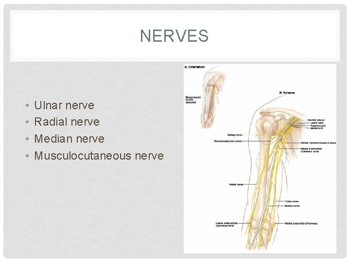 NERVES • • Ulnar nerve Radial nerve Median nerve Musculocutaneous nerve 