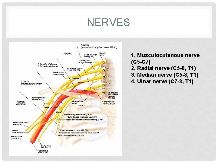 NERVES 1. Musculocutanous nerve (C 5 -C 7) 2. Radial nerve (C 5 -8,