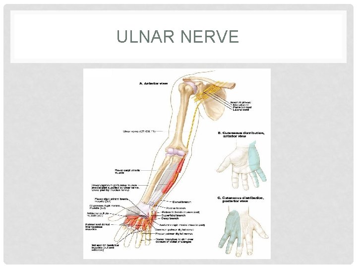 ULNAR NERVE 