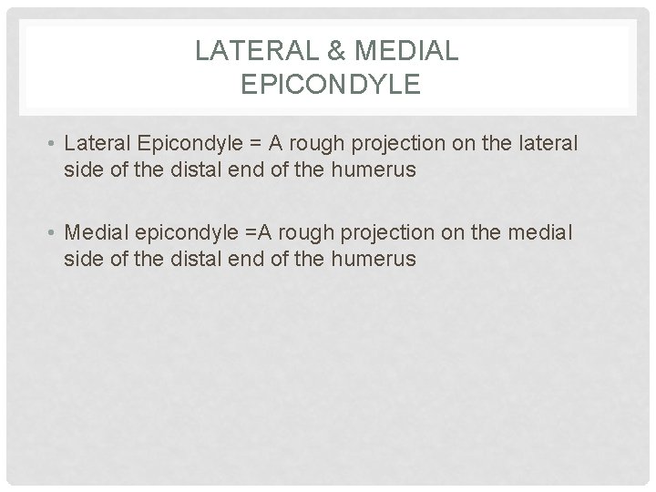 LATERAL & MEDIAL EPICONDYLE • Lateral Epicondyle = A rough projection on the lateral