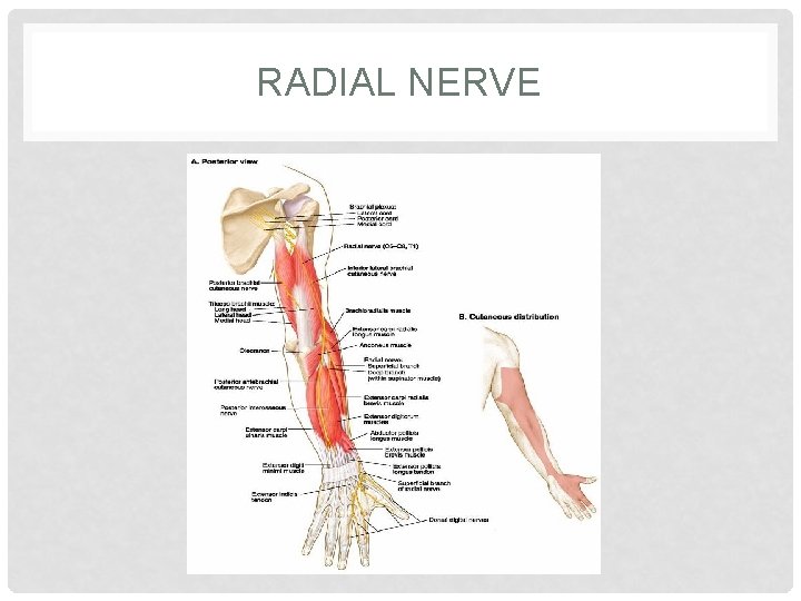 RADIAL NERVE 