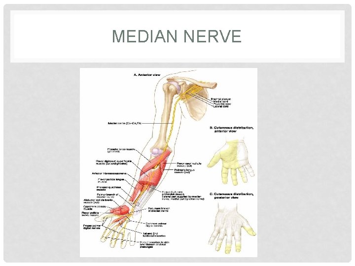 MEDIAN NERVE 