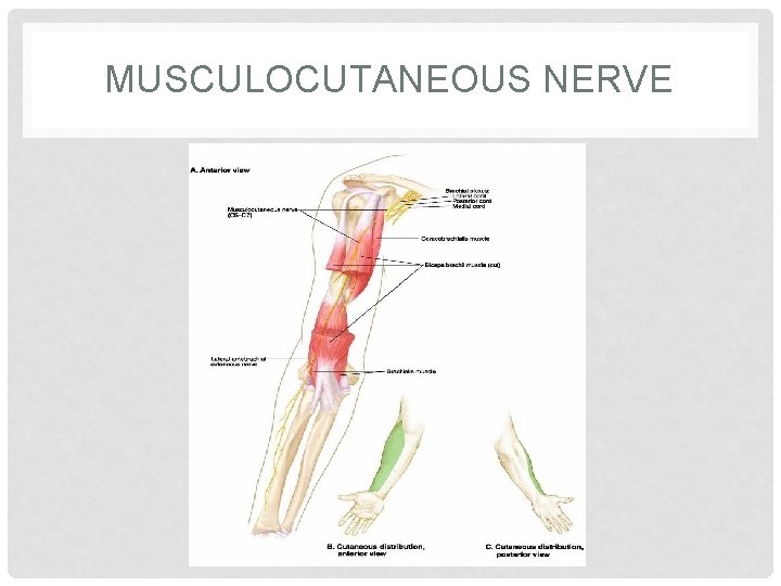 MUSCULOCUTANEOUS NERVE 
