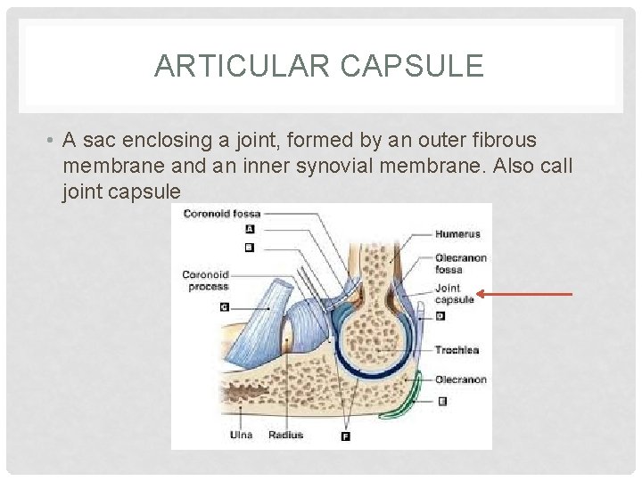 ARTICULAR CAPSULE • A sac enclosing a joint, formed by an outer fibrous membrane
