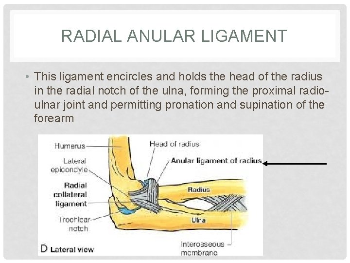 RADIAL ANULAR LIGAMENT • This ligament encircles and holds the head of the radius