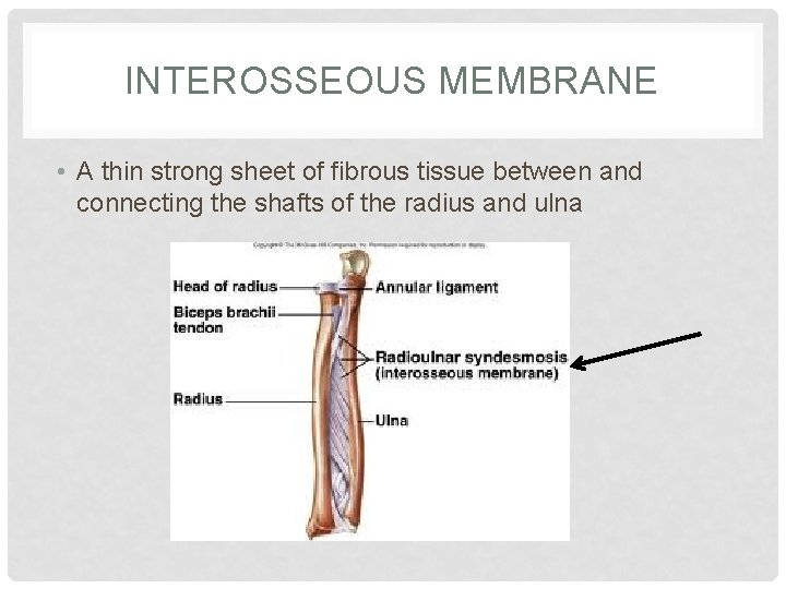 INTEROSSEOUS MEMBRANE • A thin strong sheet of fibrous tissue between and connecting the